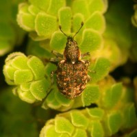 Azolla Weevil